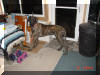 Great Dane Puppies , Great Danes for Sale , Great Dane Breeders